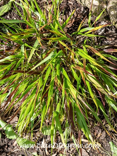 Nicolas Japanese Forest Grass (Hakonechloa macra)
In early early September starting to show fall foliage color.